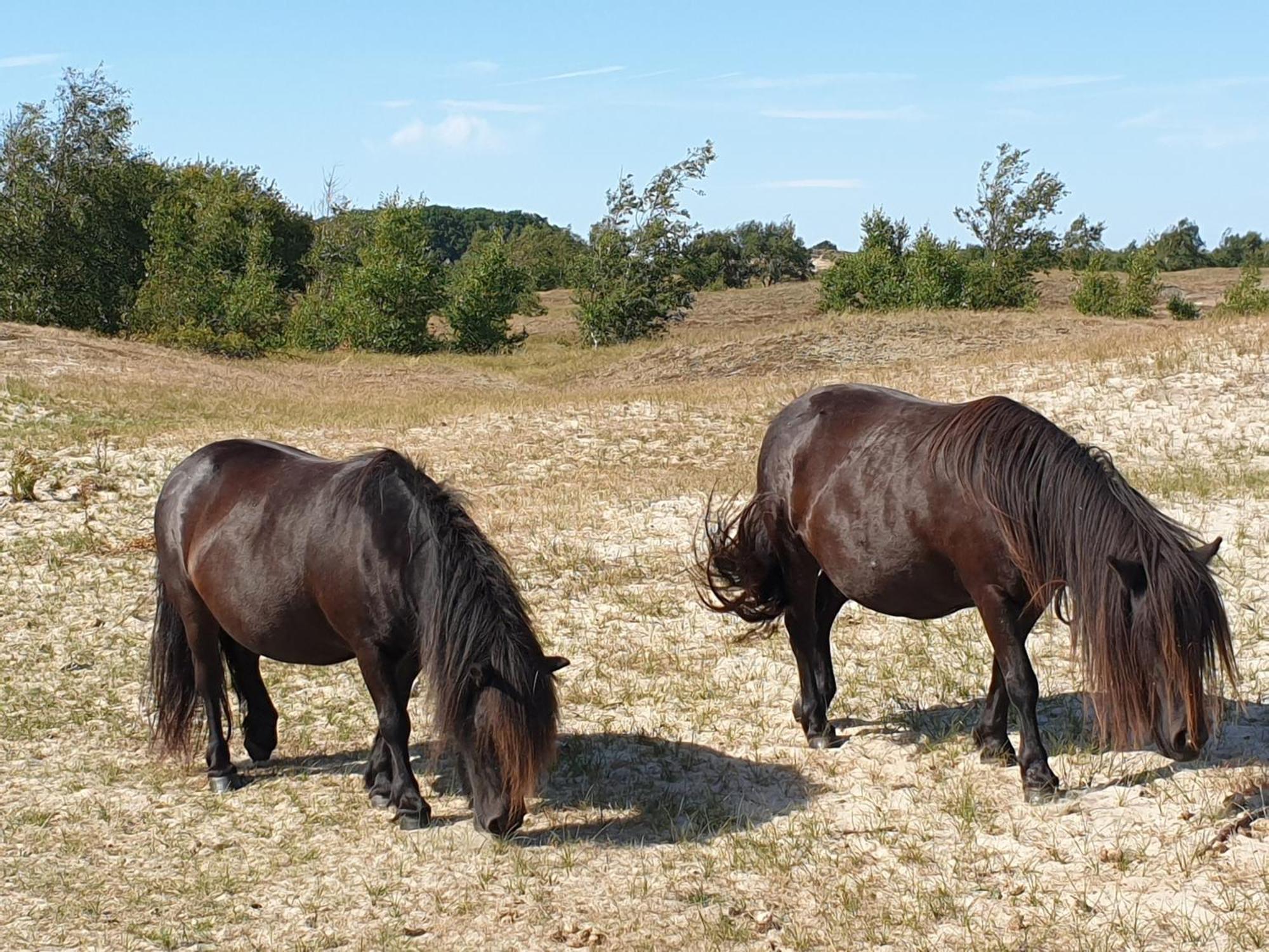 Ferienparadies Seeluft Kamperland Bagian luar foto